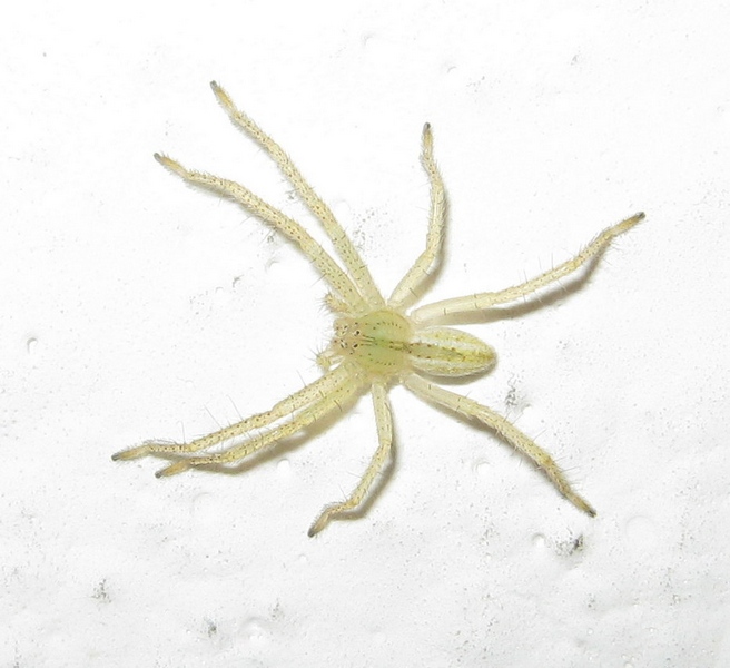 Micrommata virescens